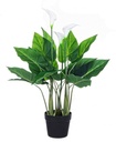 Pianta Calla da arredo con vaso 68h cm