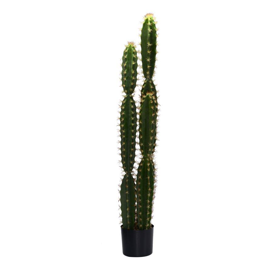 Pianta Cactus con vaso tondo