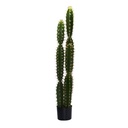 Pianta Cactus con vaso tondo