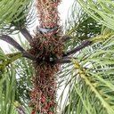 Albero grivola verde cmø135h240 con 135rami base in metallo