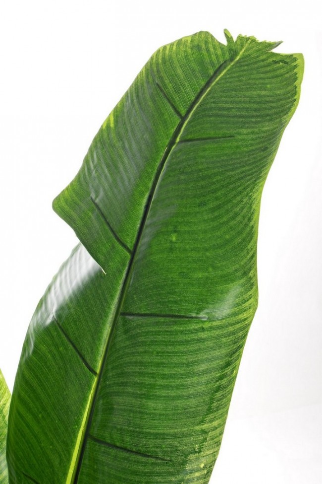 Pianta Banano decorazione casa con vaso 16 foglie 170h cm