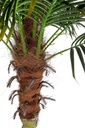 pianta palma c-vaso 21foglie h300