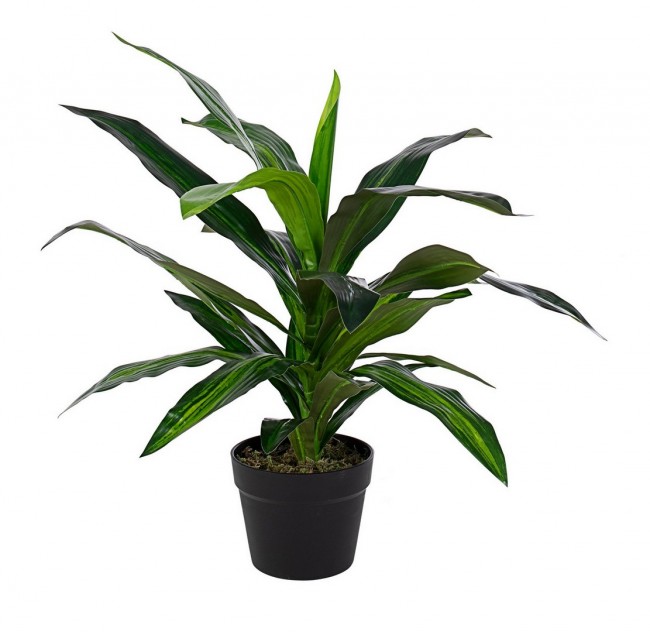 2x Pianta Dracena C-Vaso 24Foglie H65