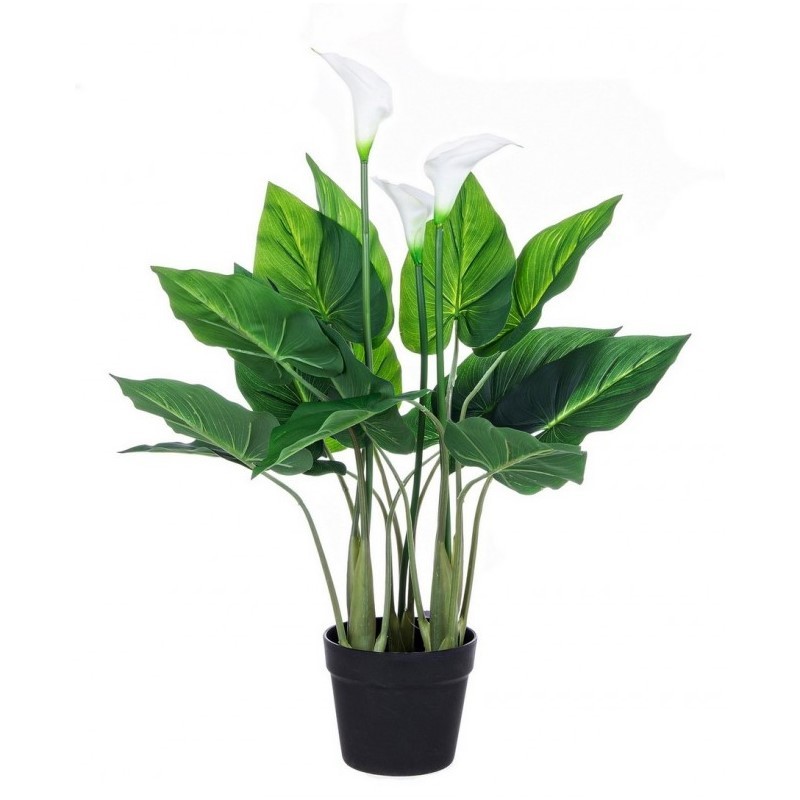 Pianta Calla da arredo con vaso 68h cm