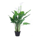 Pianta Calla con Vaso, 27 Foglie, Altezza 100 cm