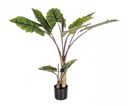 Pianta decorativa 10 foglie Dieffenbachia - Samnite