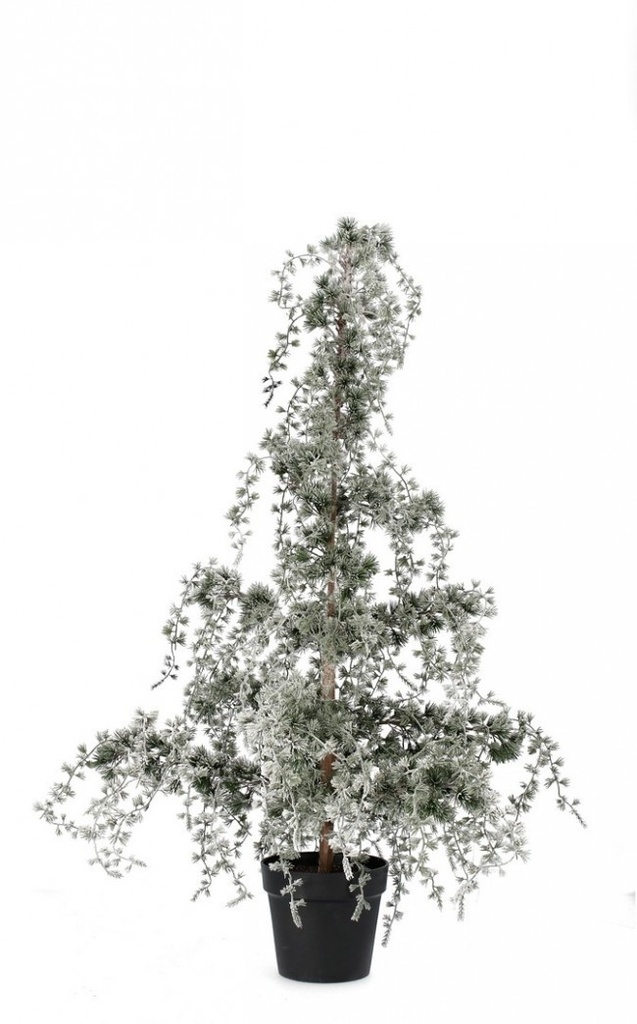 Pino Collalto Innevato H120 - Samnite