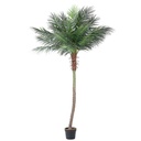 pianta palma c-vaso 21foglie h300 - Samnite