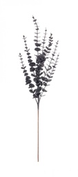 [S-B0971373] 12x Ramo Jada Nero H75Cm