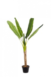 [S-B0172470] 2x Pianta Banano C-Vaso 7Foglie H113