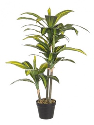 [S-B0172431] 2x Pianta Dracena C-Vaso 43Foglie H88Cm