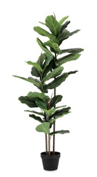 [S-B0172844] 2x Pianta Ficus Lyrata C-Vaso 39Foglie H145