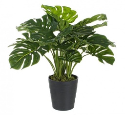 [S-B0172388] 2x Pianta Filodendro C-Vaso 24Foglie H65Cm