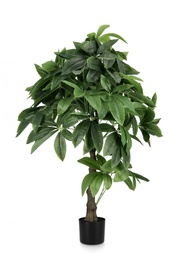 [S-B0172861] 2x Pianta Pachira Aquatica C-Vaso 280F H120