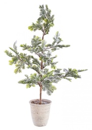 [S-B0937155] 2x Pino Iceberg Innevato C