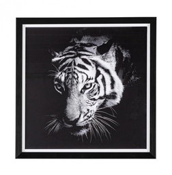 [S-B0240879] 2x Quadro C-C Evidence 105 43X43