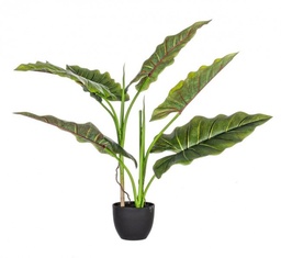[S-B0172562] 4x Pianta Dieffenbachia C-Vaso 7Foglie H78
