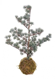 [S-B0937151] 4x Pino Kokedama Arctic Ghiacciato H60