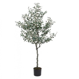 [S-B0172614] Pianta di ulivo con vaso nero 156h cm