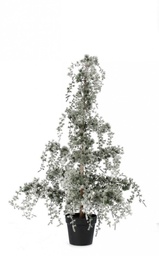 [S-B0939851] Pino Collalto Innevato H120
