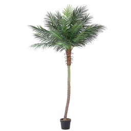 [S-B0172726] pianta palma c-vaso 21foglie h300