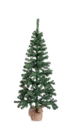 [SAM-B0971985] Albero Cerano H165-287Rami - Samnite